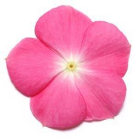 Pacifica XP Rose Halo Vinca